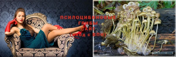 крисы Абаза